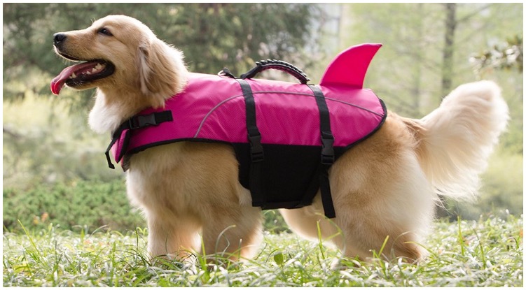 A smiling golden retriever wearing a dog life jacket