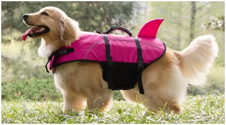 do golden retrievers need life jackets