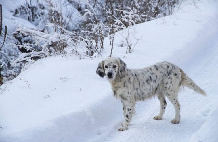 Dalmatian Golden Retriever Mix: The Amazing Goldmation