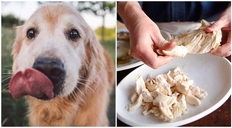 A hungry golden retriever next to a bowl of boiled chicken while his owner is figuring out how to boil chicken for dogs