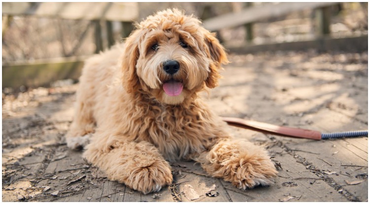 Basic info about the labradoodle