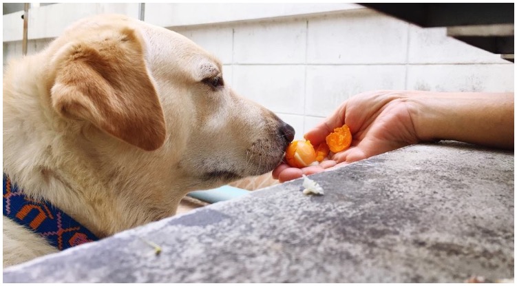 Labrador retriever eating eggs out of owner’s hand while he wonders are eggs good for dogs?