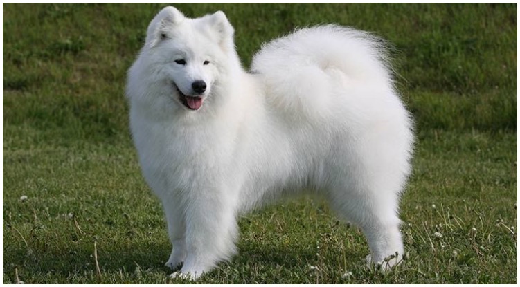 Hypoallergenic Samoyed is one of the larger medium sized dog breeds