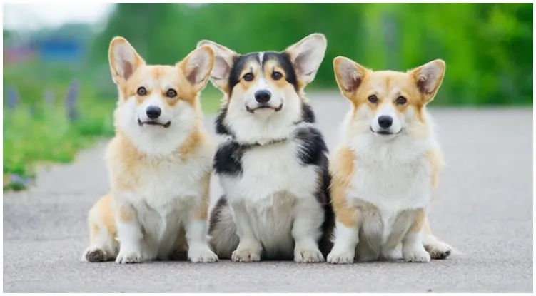 Three dogs standing next to each other of the breed corgi