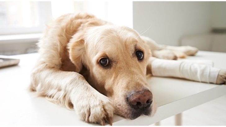 Endosorb For Dogs: What You Have To Know - Golden Retriever Club