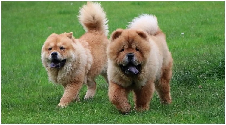 Two dogs walking in a park