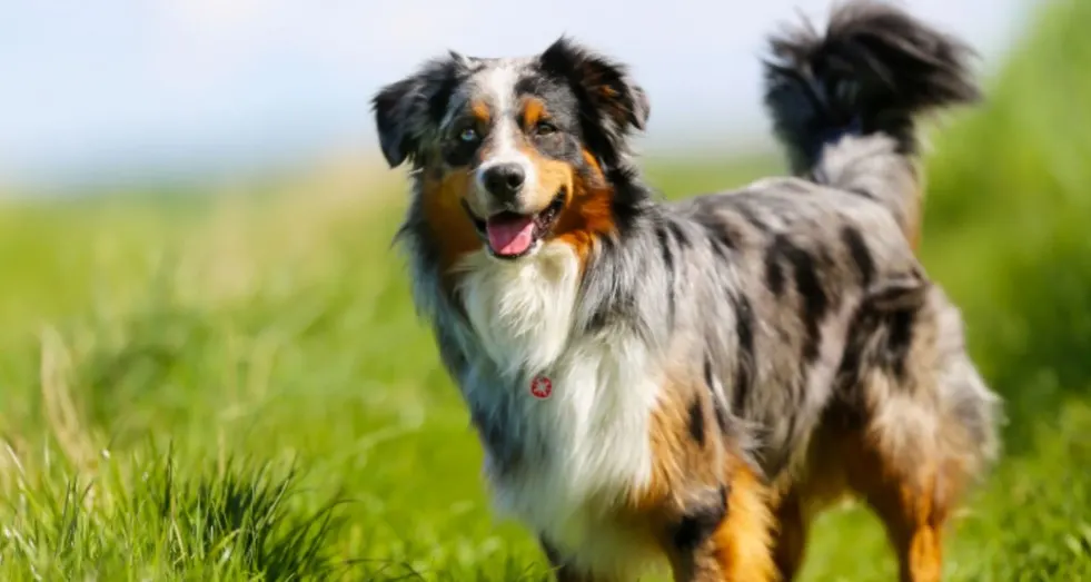 A picture of an Australian Shepherd