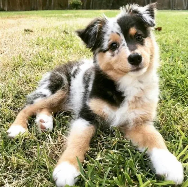 A picture of an Australian Shepherd puppy