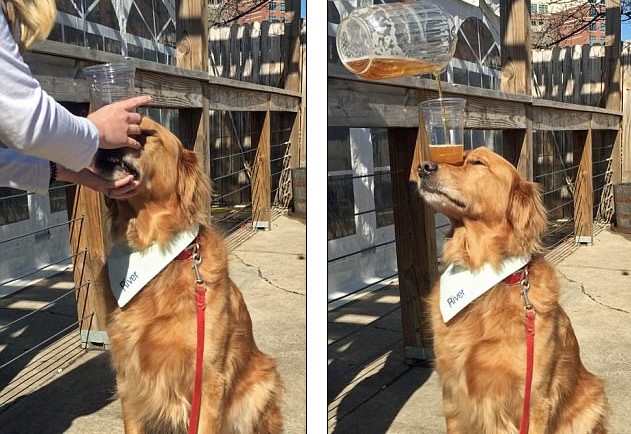 golden retriever holding a beer on his nose