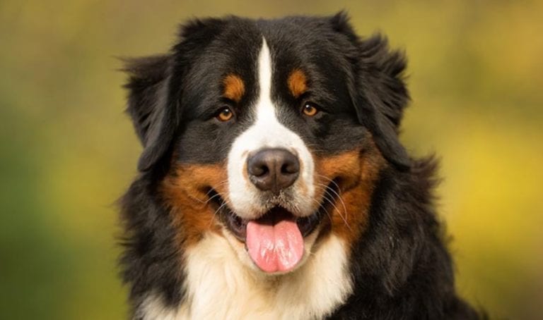 Great Pyrenees Bernese Mountain Dog