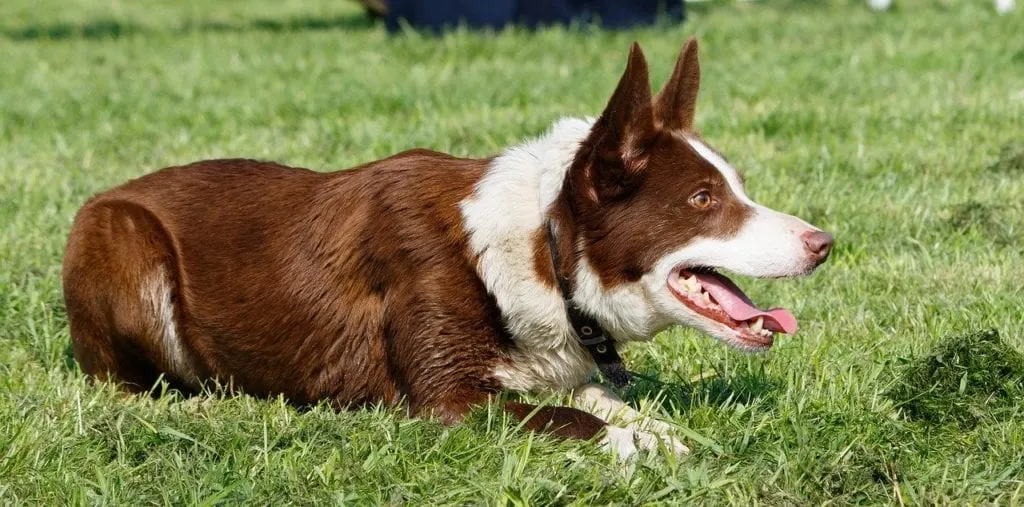 How To Teach A Dog To Lay Down