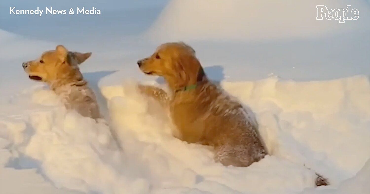 golden retriever brothers playing in the snow