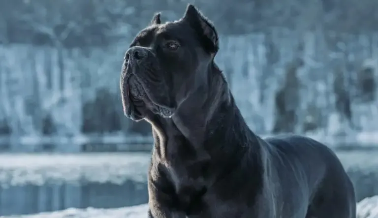 A picture of a Cane Corso