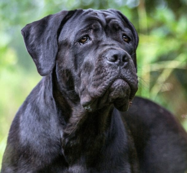 Cane Corso: The good and the bad