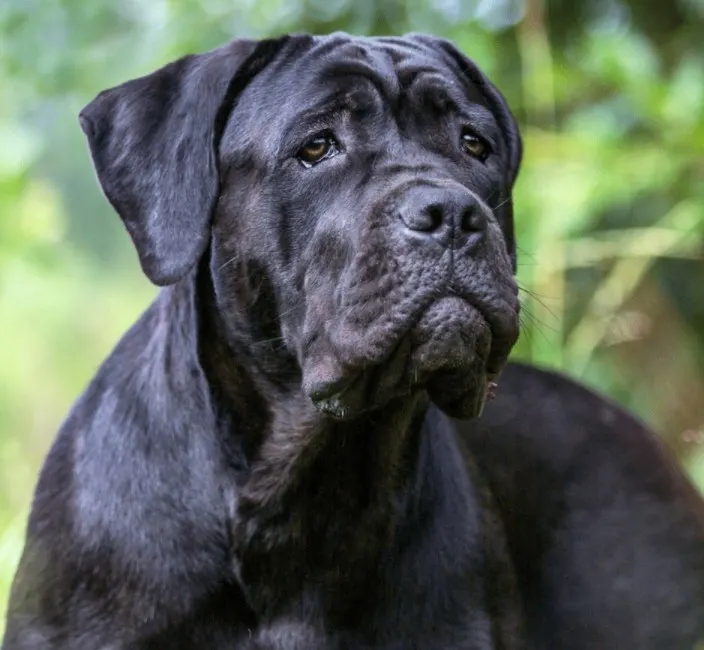 Black Cane Corso