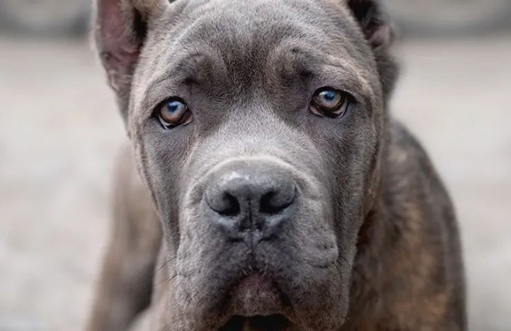 Picture of a Cane Corso dog