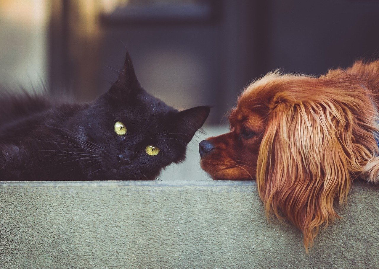 How To Introduce A Cat To A Dog?