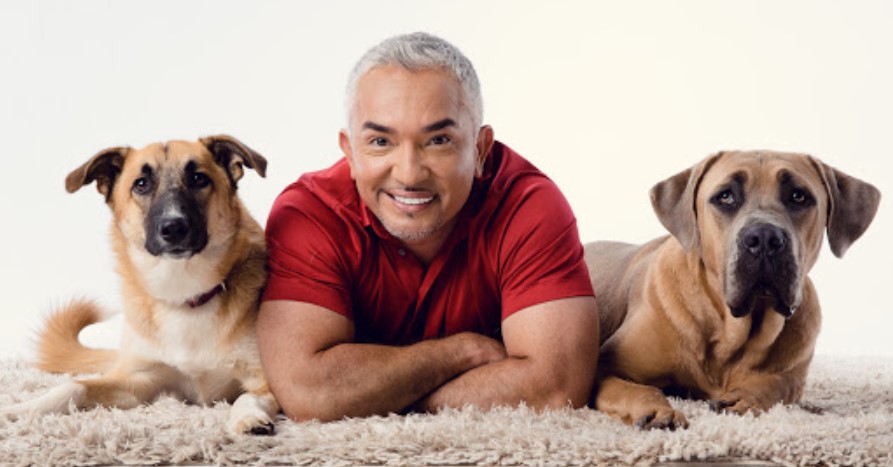 cesar millan with two dogs