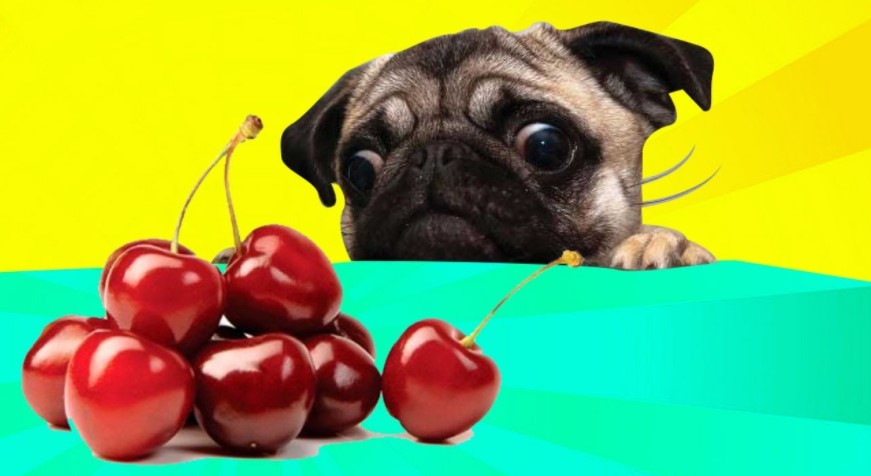 A picture of a dog staring at cherries in order to answer can dogs have cherries