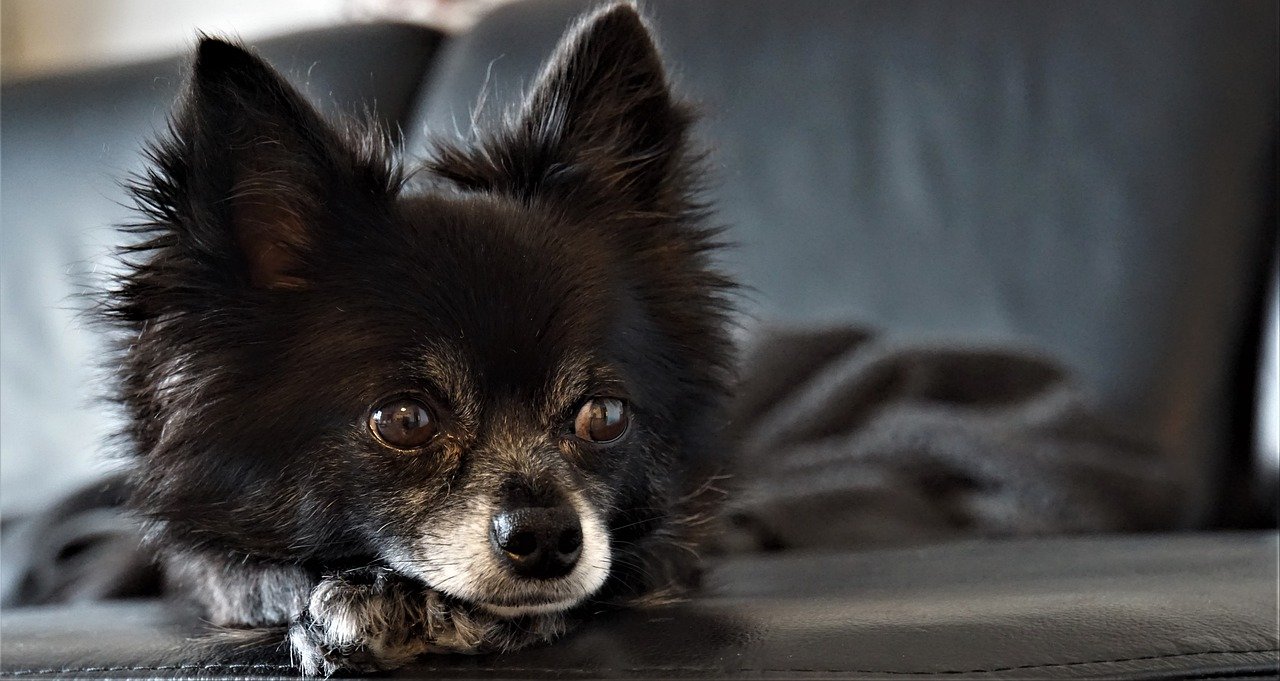 Chihuahua: Dog Breed Info
