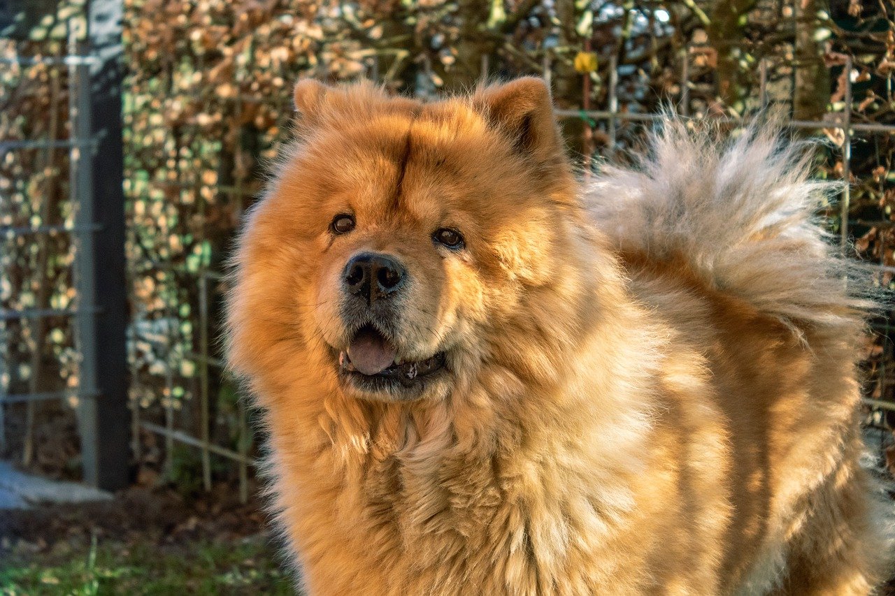 Chow Chow: Complete Dog Breed Info