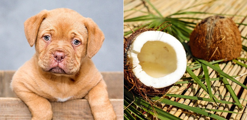 Can dogs eat coconut? Is it really safe?
