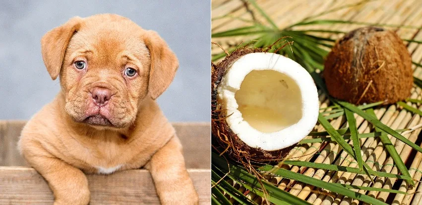 can dogs eat coconut