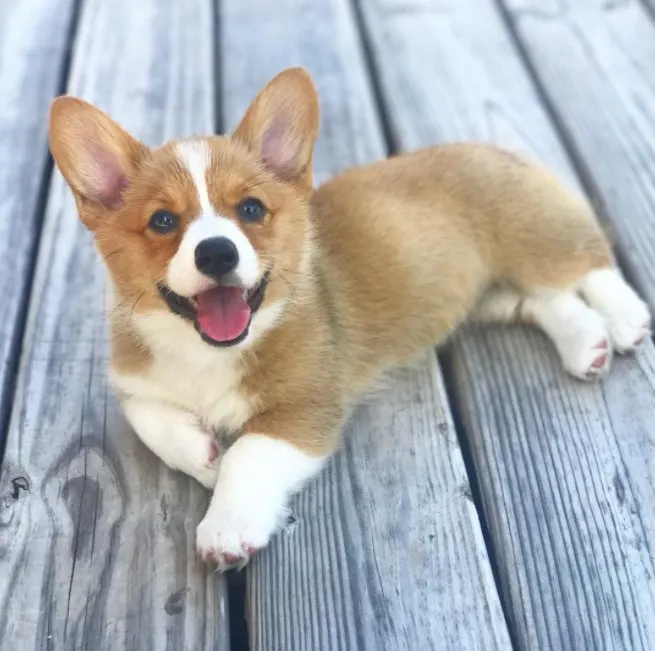 Corgi dog