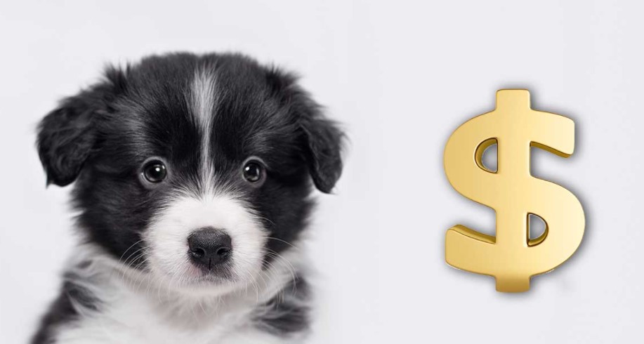 How much does a dog cost?