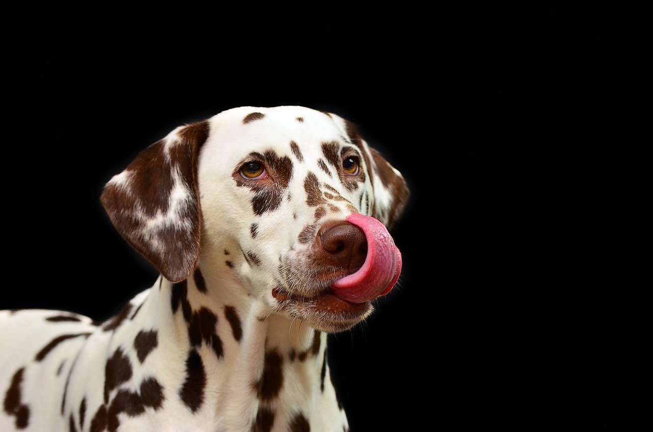 Why Do Dogs Lick So Much