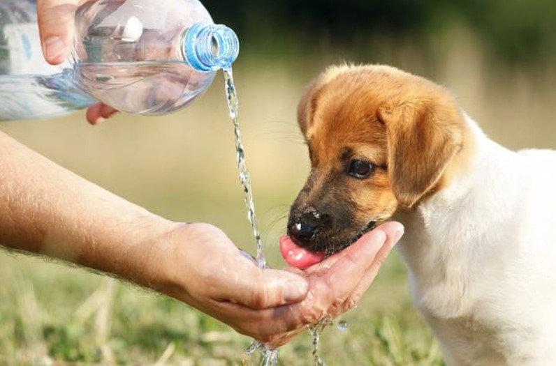 Dog drinking water out of owner's hand