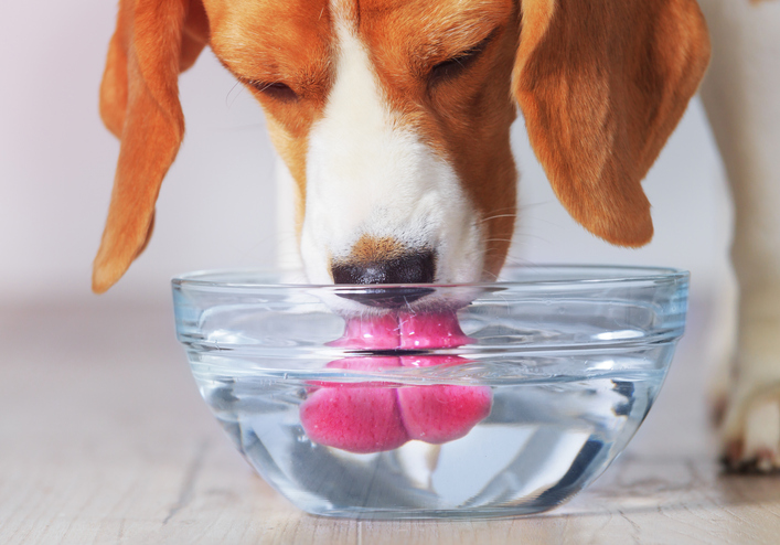 beagle drinking from bowl