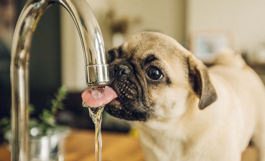 Picture of a dog drinking water in order to answer how long can a dog go without water?