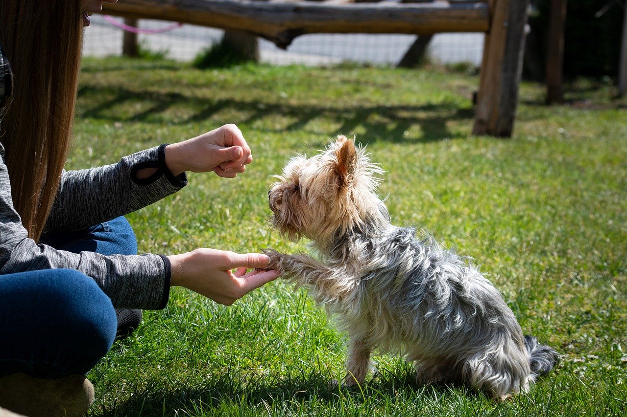 How To Teach A Dog To Shake