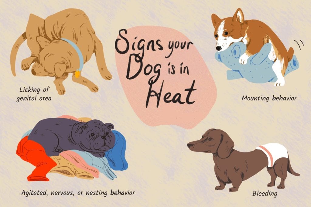 Do dogs have periods and signs your dog is in heat