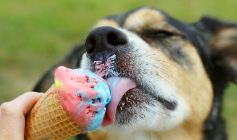 Dog ice cream - dog eating ice cream
