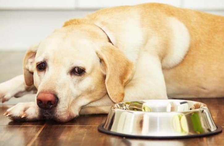 how long can a dog live without eating or drinking