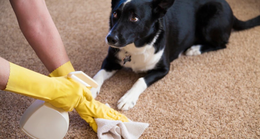 Woman removing dog pee out of carpet