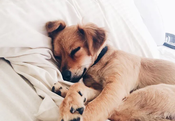 How many hours a day do dogs sleep: Sleeping positions