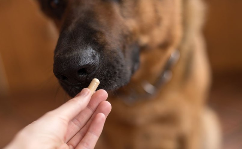 Dog sniffing a pill