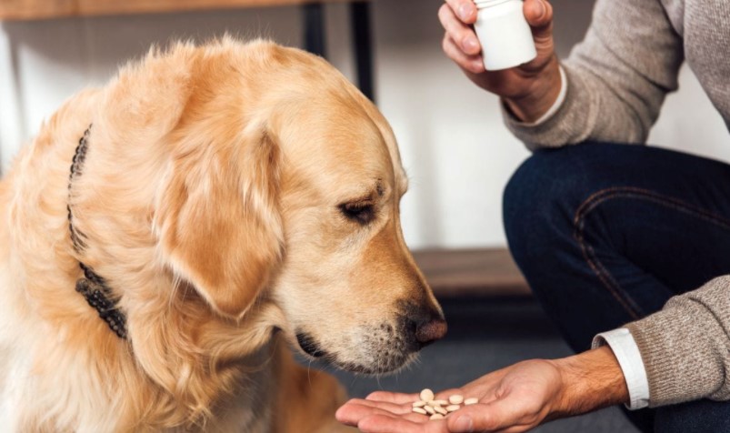 How to give a dog a pill: Four useful tips!