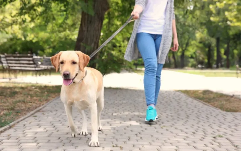 Woman walking a dog