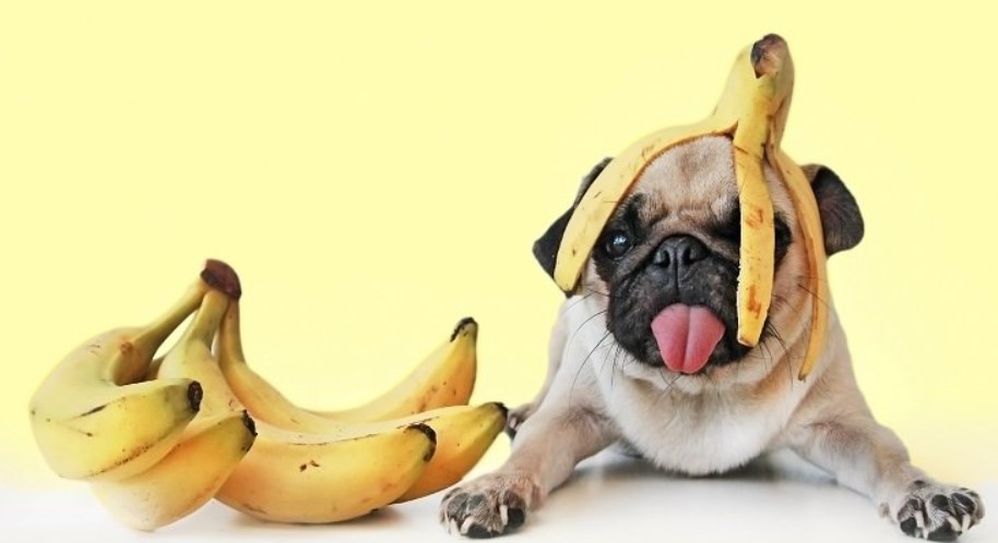 Are bananas bad for dogs?