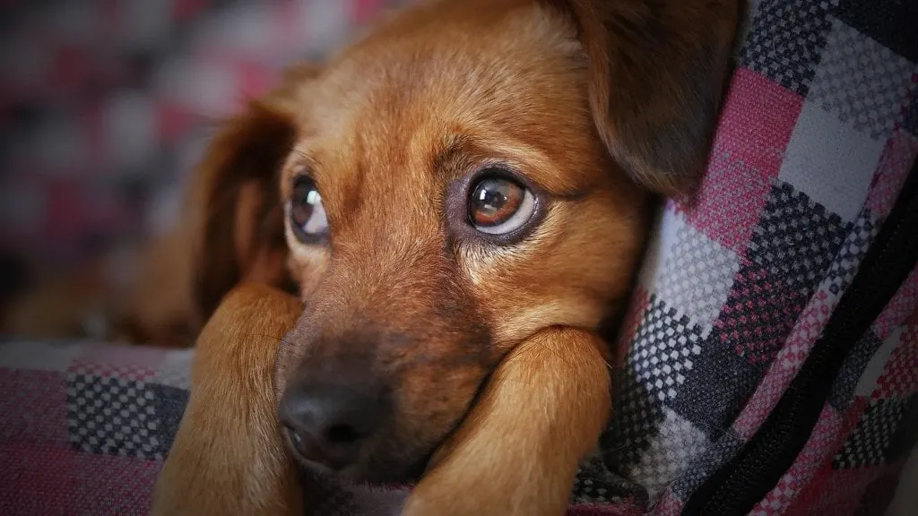 dog with sad eyes
