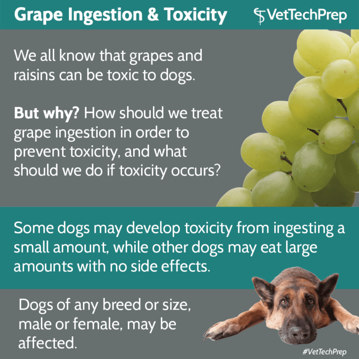 Grapes Toxic To Dogs