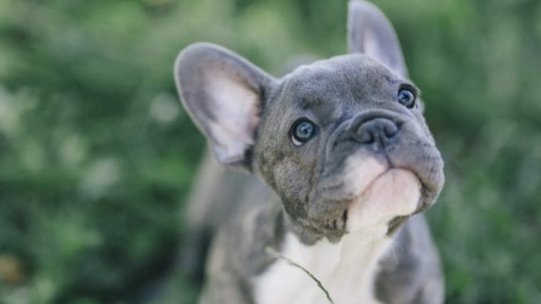 How many puppies do French Bulldogs have? Golden