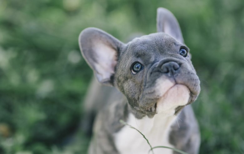 French Bulldog: Size, personality, and health