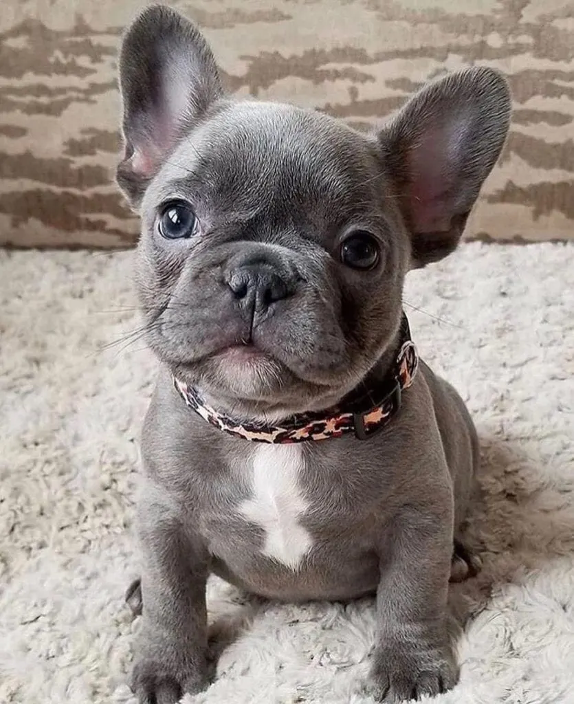 French bulldog