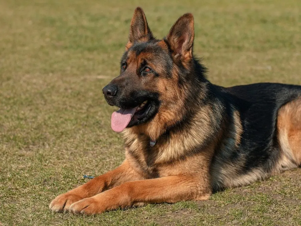 german shepherd black and brown dogs