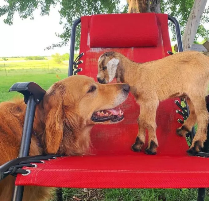 golden retriever kissing a goat
